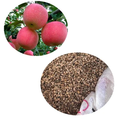 Ping guo Top quality F1 hybrid apples tree seeds apple seeds for planting